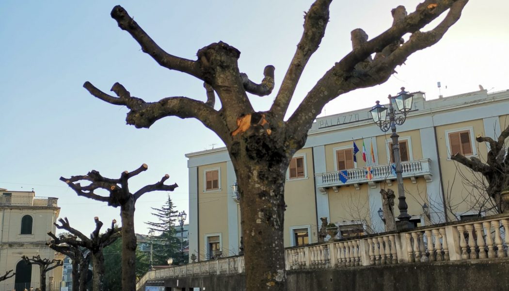 Alberi potati, gioia a metà