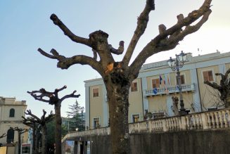 Alberi potati, gioia a metà