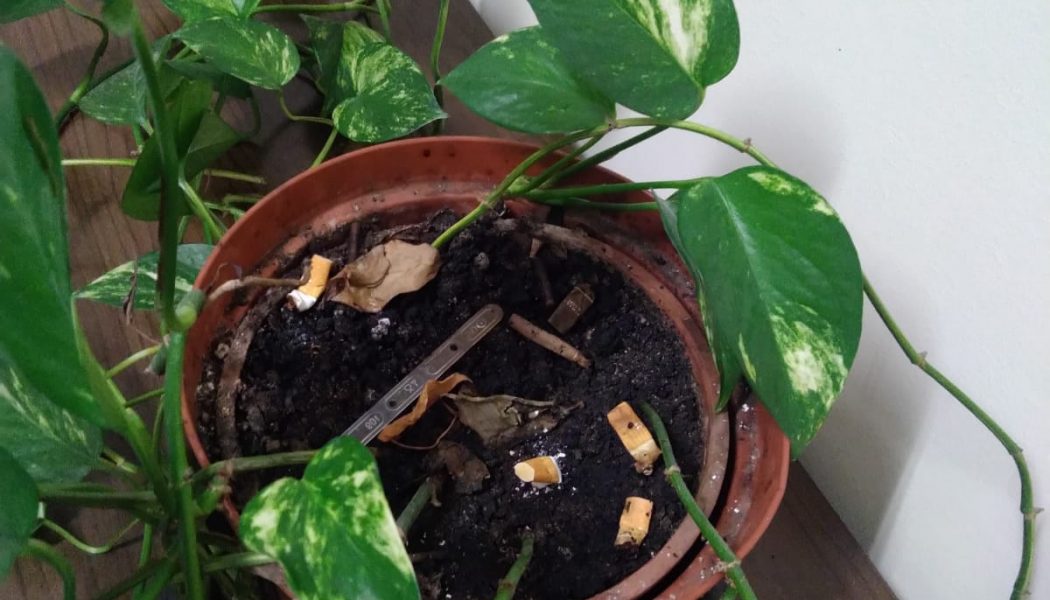 UFFICI COMUNALI PIANTE COME DISCARICHE