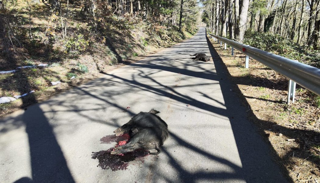 Un pericolo in più a cui non vogliamo es…PORCI