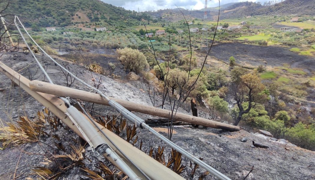 Il dopo incendi: disperati e soli.