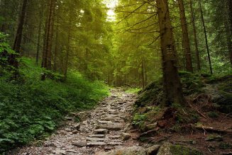 Ritrovati i dispersi nel bosco