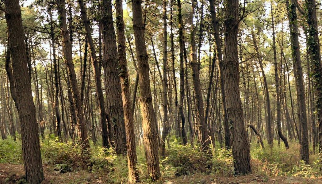 Ancora due dispersi nel bosco