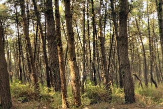 FAMIGLIA DISPERSA NEL BOSCO DI MALABOTTA