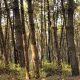 Ancora due dispersi nel bosco