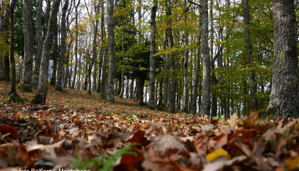 Bosco di Malabotta: richiesta per una maggiore sicurezza