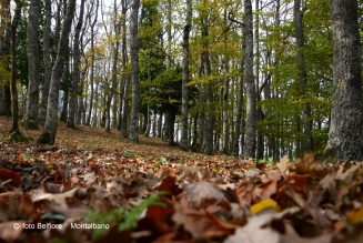 Bosco di Malabotta: richiesta per una maggiore sicurezza