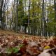 Bosco di Malabotta: richiesta per una maggiore sicurezza